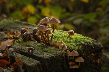 Litle inedible mushrooms in the forest