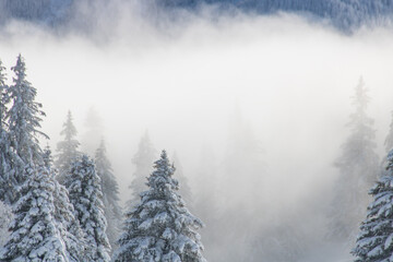 paysage d'hiver, forêt de sapins sous la neige, blizzard, brume, gel, froid, nature, montagnes, alpes