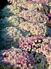 flowers in the water