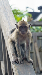 Urban wildlife interaction captured through expressive primate gaze Nusa Penida Kelingking Beach Bali 