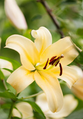 Soft Yellow Flower of Giant Orienpet Tree Lily Honeymoon