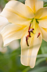 Soft Yellow Flower of Giant Orienpet Tree Lily Honeymoon