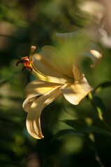 Soft Yellow Flower of Giant Orienpet Tree Lily Honeymoon