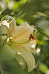 Soft Yellow Flower of Giant Orienpet Tree Lily Honeymoon