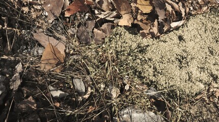 Autumn Forest Floor Organic Detail