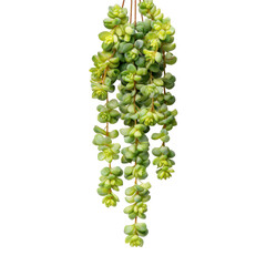 Green succulent leaves hanging, Green Succulent Leaves Hanging Gracefully in a Lush, Natural Botanical Display, isolated on transparent background