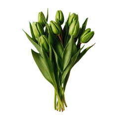 green tulips bouquet on red, Green Tulip Bouquet Displayed on a Bold Red Background with Fresh, Vibrant Contrast, isolated on transparent background