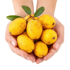Hands holding ripe yellow loquats, Hands Holding Ripe Yellow Loquats Showcasing Fresh, Vibrant, Sun-Kissed Fruit, isolated on transparent background