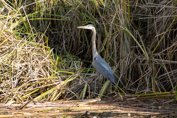 A Great Blue Heron along the shoreline, hunting for lunch. 