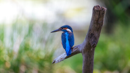 kingfisher on the branch