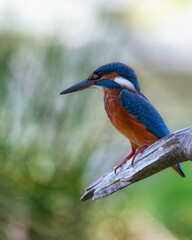 kingfisher on a branch