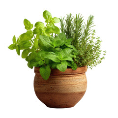 herbs in a pot, Fresh Green Herbs Growing in a Pot Creating a Simple, Natural Kitchen Garden Look, isolated on transparent background