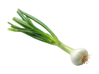 Fresh green onion or scallion vegetable isolated on transparent or white background, png