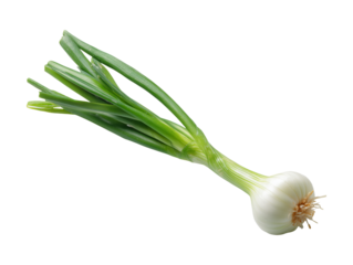 Fresh green onion or scallion vegetable isolated on transparent or white background, png