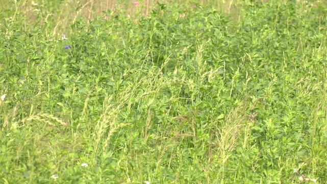 Beautiful alfalfa field.  Detailed view of Clover or Trifolium cultivated as a green compost on an agricultural field
