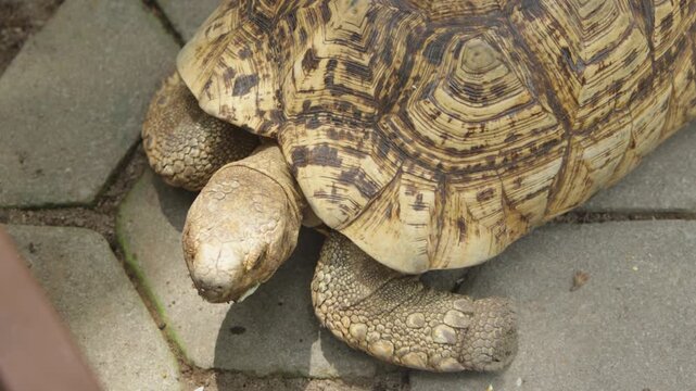 Top View of an African Spurred Tortoise Walking on Pavement