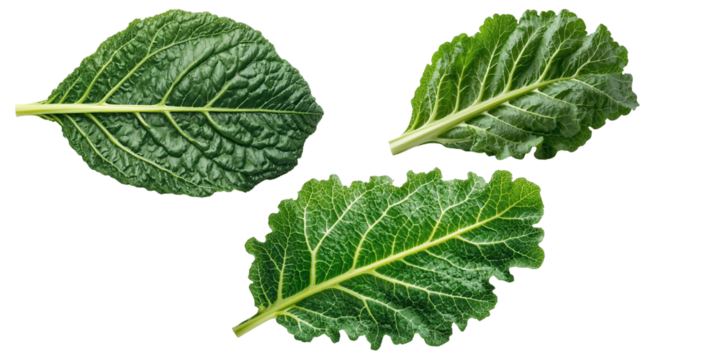 Kale Leaf on Transparent Background
