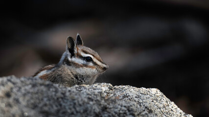 chipmunk on the rock