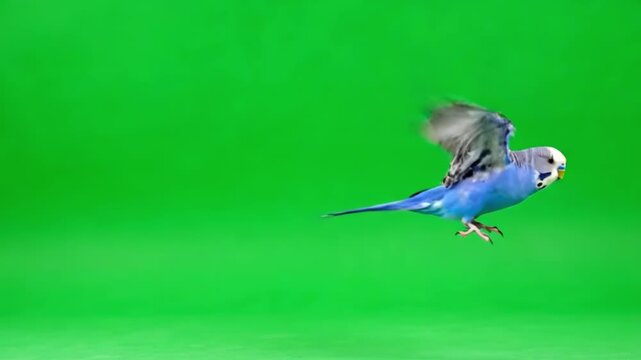 Blue Budgie Bird Soaring with Wings Outstretched Against Vibrant Green Backdrop