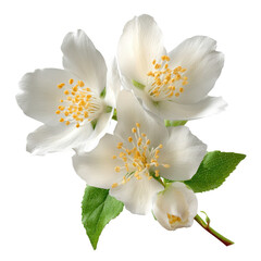 jasmine flowers, A branch of jasmine flowers featuring small white blooms and dark green leaves, highlighting their natural elegance, isolated on transparent background