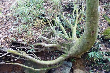 根が剥き出しになった木