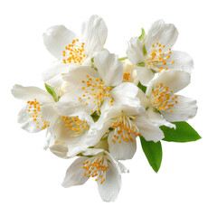jasmine flowers, A branch of jasmine flowers featuring small white blooms and dark green leaves, highlighting their natural elegance, isolated on transparent background