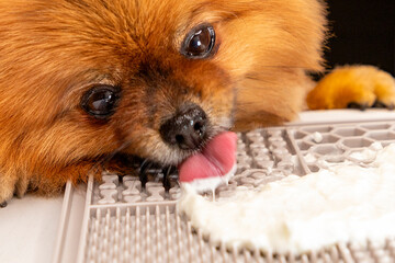 Fluffy Pomeranian dog enjoying a creamy treat on a grey lick mat