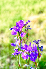 Blue purple iris flowers