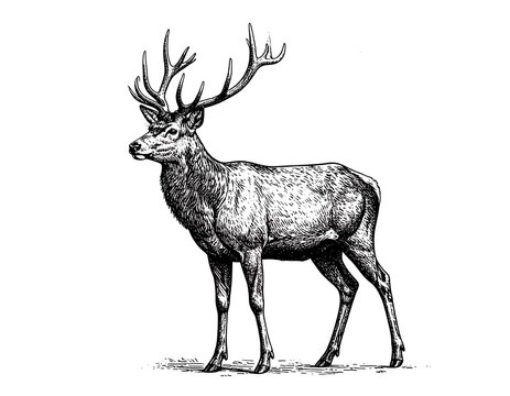 Detailed monochrome drawing of a majestic red deer standing against a white backdrop
