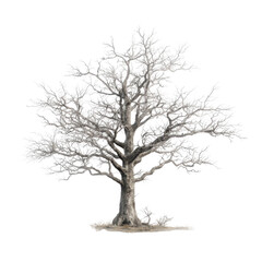 leafless old spooky tree, An old, leafless tree with twisted branches looms in a haunting landscape, creating a spooky and unsettling scene, isolated on transparent background