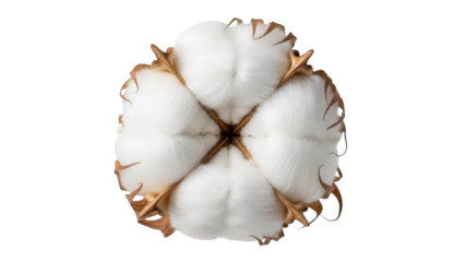 Close-up of a Cotton Boll on Black Background Keywords: cotton, boll, plant, fiber, natural