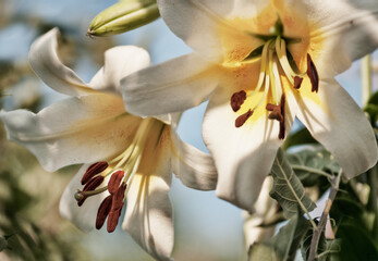 Two white flowers of lilium regale. White Lilium regale album Flowers and Buds in Summer Garden. Chinese Trumpet Lilies