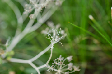 Curved wild stems with green forest background, Flores Island, Azores