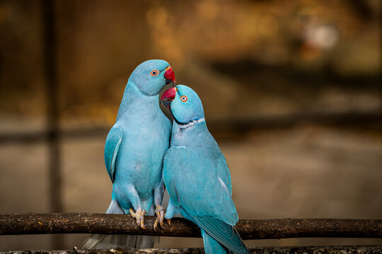Perruches &agrave; collier bleues occup&eacute;es &agrave; se faire des c&acirc;lins