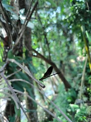Close up photo of Calopteryx haemorrhoidalis, the Mediterranean damselfly or haemorrhoidal damselfly, is a species of damselfly in the family Calopterygidae.
