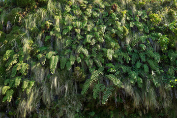 Dense green foliage in tropical rainforest, Flores Island, Azores