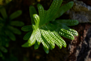 Green tropical fern growing in humid forest, Flores Island, Azores