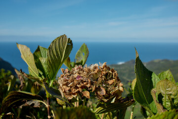 Coastal vegetation with Atlantic Ocean view, Flores Island, Azores, Portugal