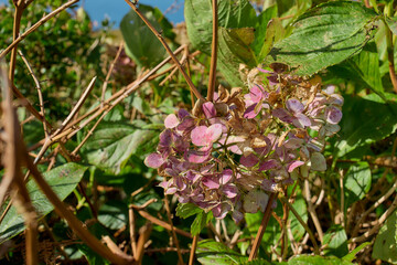 Pink tropical flower cluster with soft background, Flores Island, Azores