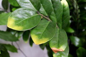 Zamioculcas zamiifolia (Zanzibar Gem) with yellow and brown leaves, sign of plant distress. Plant needing care. Yellow leaf, brown leaf.