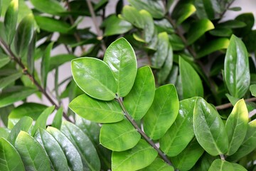 Zamioculca. Indoor decorative Zamioculca plant. Zamioculcas zamiifolia (Zanzibar Gem) in a pot, known as Fortune Plant. 