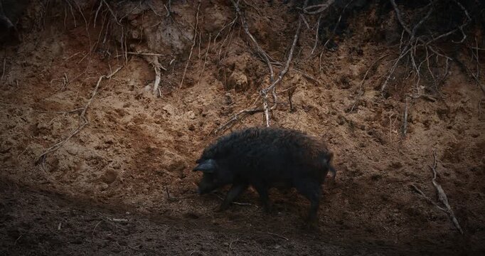 Mangalica pig leisurely walking around livestock area, illustrating harmony between nature and livestock