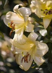 Two yellow Chinese trumpet lily flowers close-up,  summer garden.