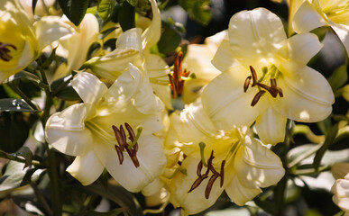 Yellow Chinese trumpet lily flower trio,  summer garden.
