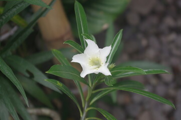 Obraz premium Beautiful White Cracker Plant or Ruellia tuberosa flowers are blooming in the garden