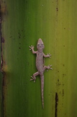A gecko is crawling on a banana tree trunk.