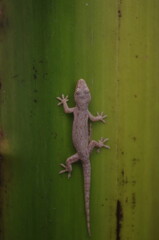 A gecko is crawling on a banana tree trunk.