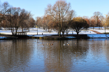 A winter park on the lakeshore with numerous swimming ducks