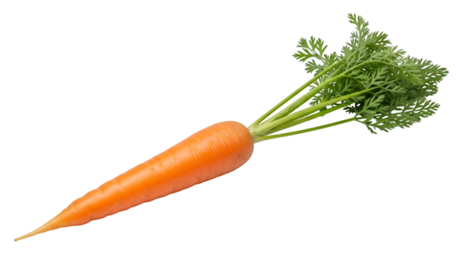 Fresh Orange Carrot with Green Leaves on Black Background