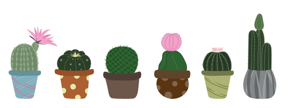 Hand drawn succulent cactus potted plants. Hand drawn vector illustration in flat style. Mammilaria, Sand dollar, Turk's cap cactus, Moon cactus, Echinocereus ridissimus, cereus on white background
